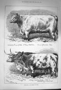 Original Old Antique Print 1874 Prize Cattle Smithfield Club Show Sho Victorian