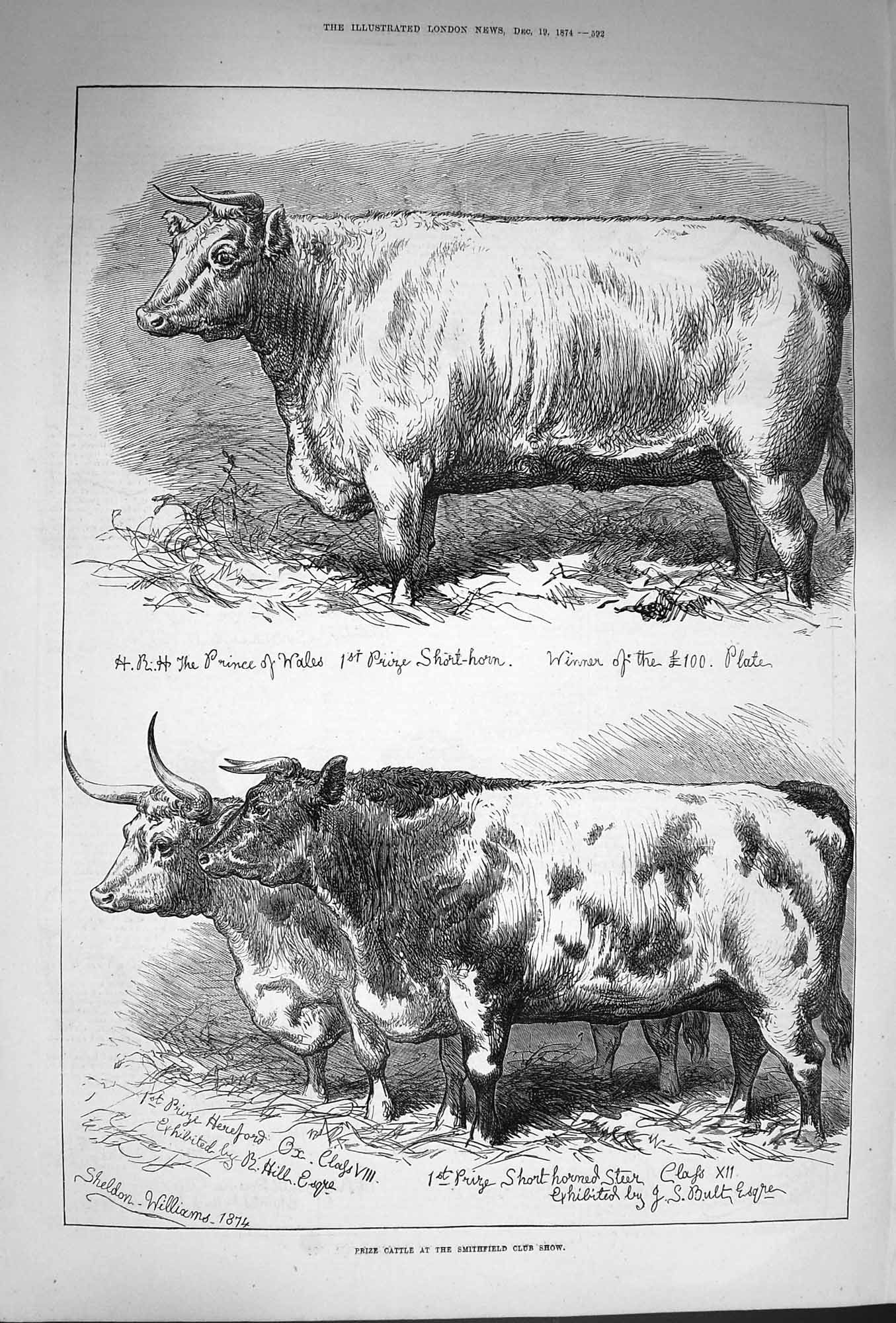 Original Old Antique Print 1874 Prize Cattle Smithfield Club Show Sho Victorian