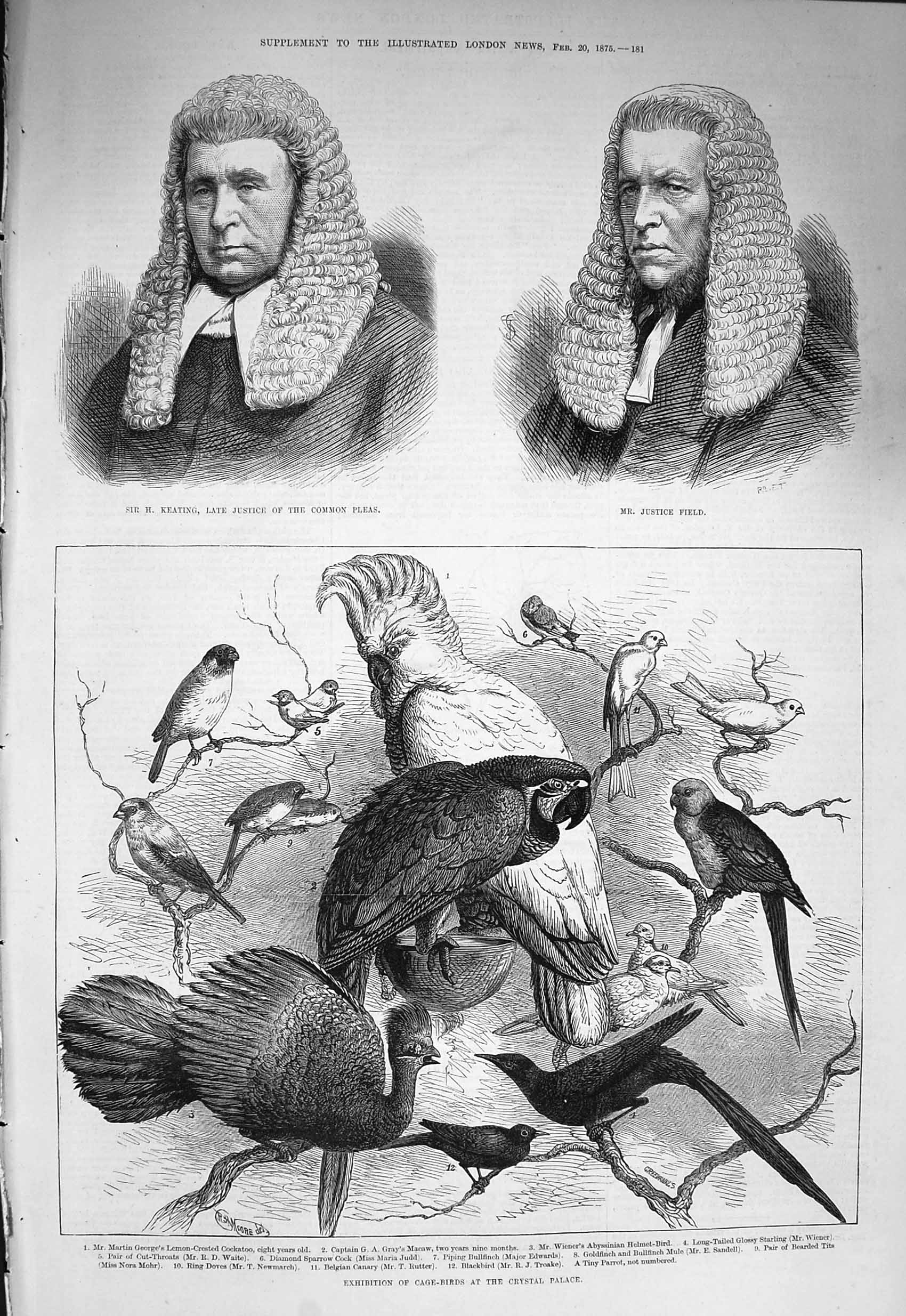 Original Old Antique Print 1875 Keating Justice Field Cage Birds Crystal Palace