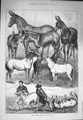 Original Old Antique Print 1875 Mule Donkey Show Crystal Palace Percy Maquoid