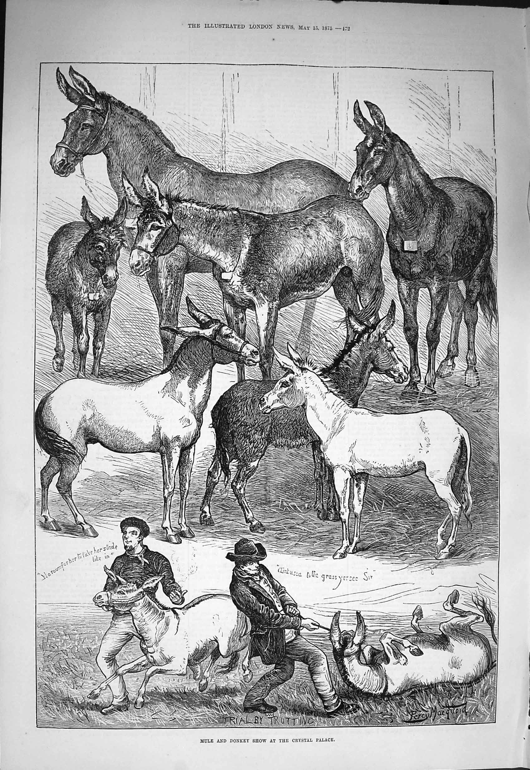 Original Old Antique Print 1875 Mule Donkey Show Crystal Palace Percy Maquoid