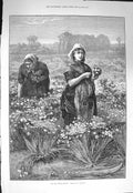 Original Old Antique Print 1875 Fine Art Women Picking Flowers London Market