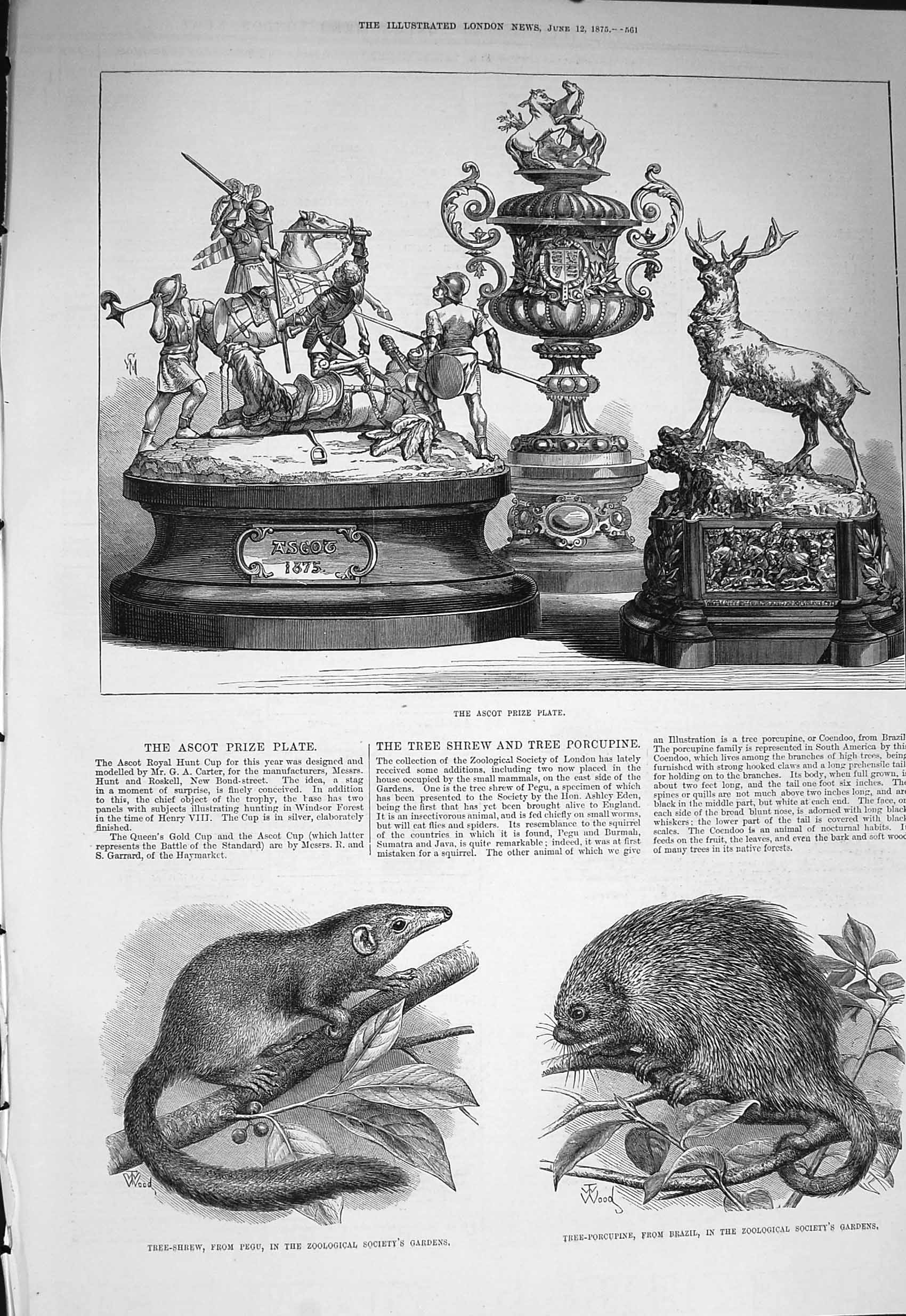 Old Antique Print 1875 Ascot Prize Plate Tree Shrew Pegu Tree-Porcupine 19th
