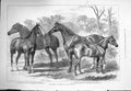 Old Antique Print 1875 Prize Horses Enterprise Norfolk Hero Talisman Dodd 19th