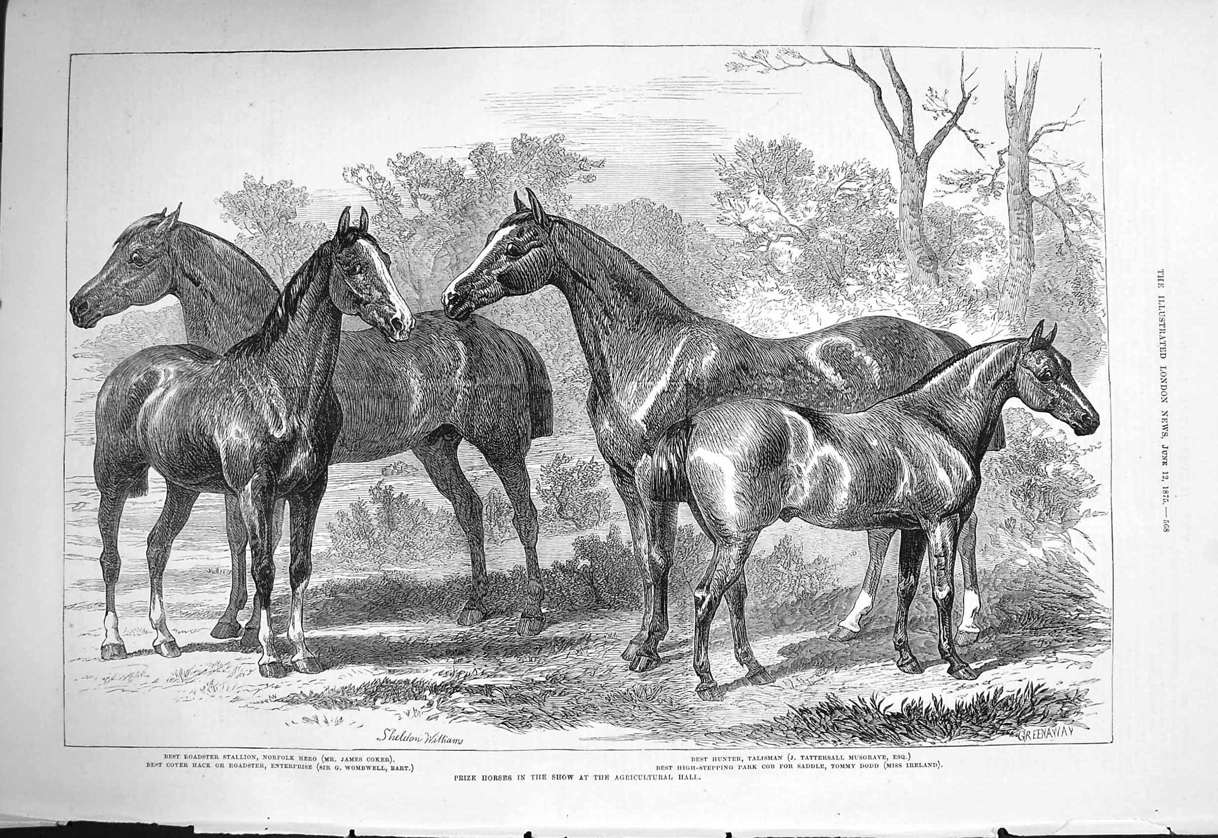 Old Antique Print 1875 Prize Horses Enterprise Norfolk Hero Talisman Dodd 19th