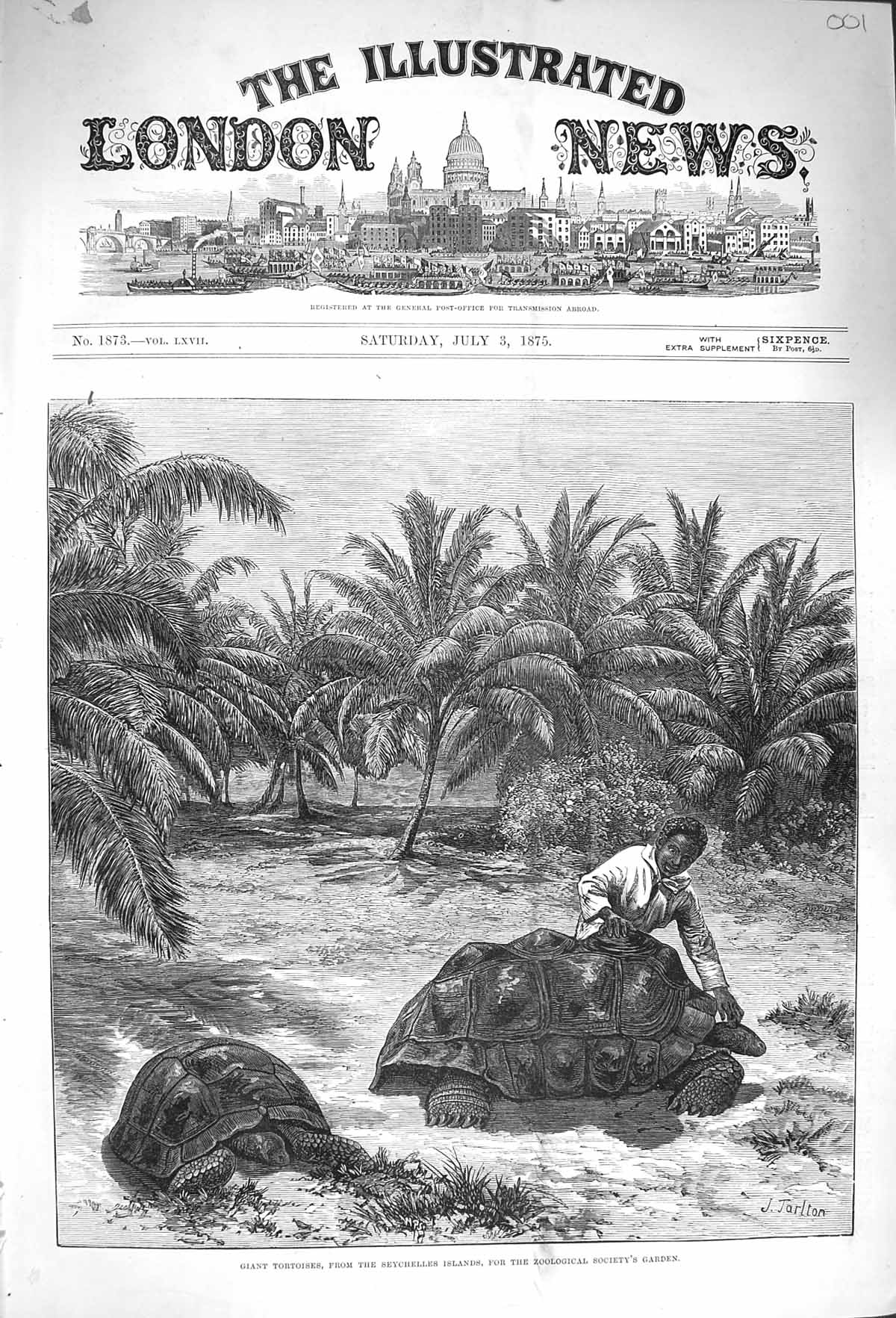 Original Old Antique Print 1875 Giant Tortoises Seychelles Islands Zoo Victorian