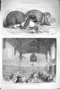 Old Antique Print 1875 Prize Rabbits Boston Show Orphan Asylum Beddington 19th