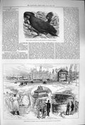 Original Old Antique Print 1875 Black Cockatoo Bird Thoresby Hall Lord Victorian