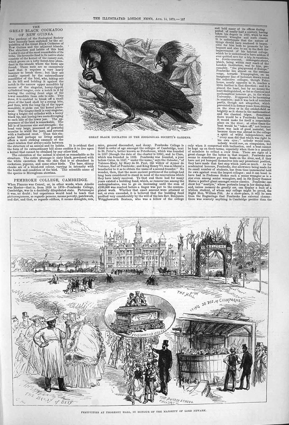 Original Old Antique Print 1875 Black Cockatoo Bird Thoresby Hall Lord Victorian