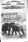 Old Antique Print 1875 Elephant Fighting Baroda Prince Wales Sport India 19th