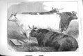 Original Old Antique Print 1875 Prize Cattle Smithfield Club Show Animals 19th