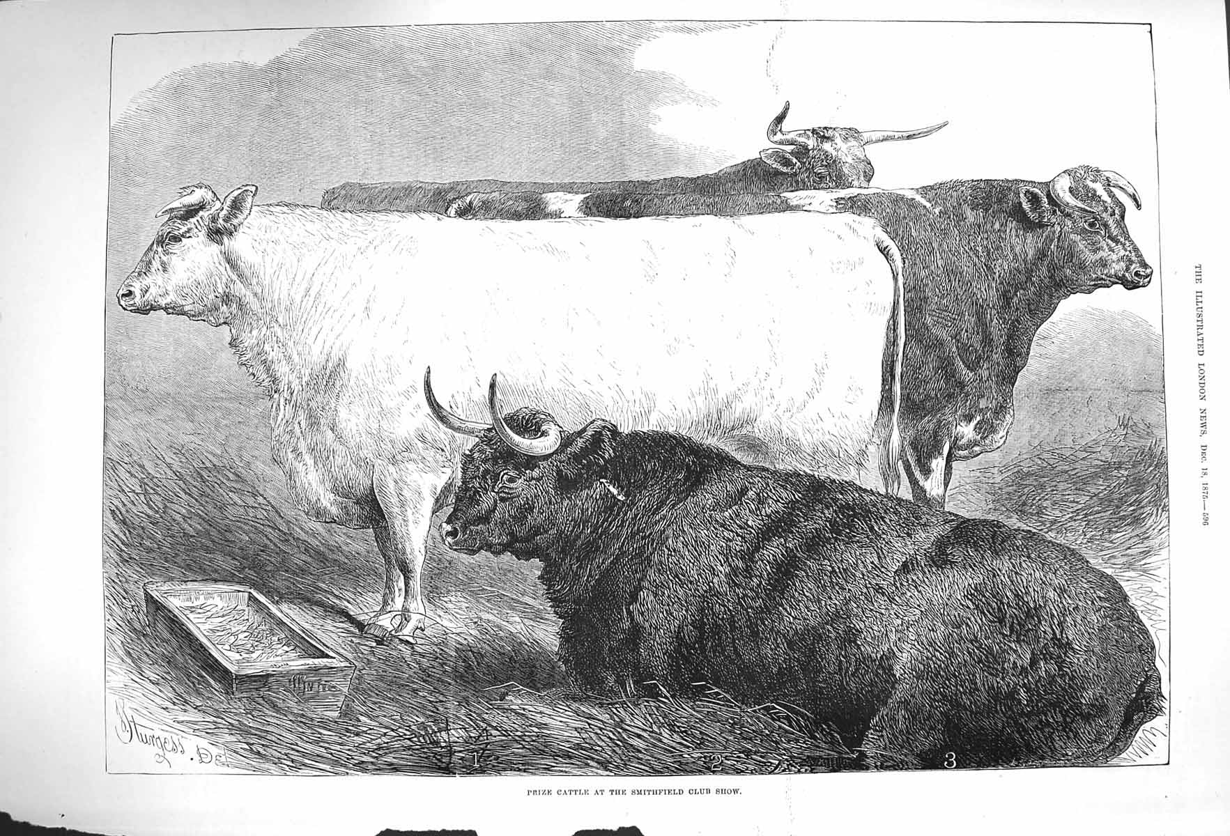 Original Old Antique Print 1875 Prize Cattle Smithfield Club Show Animals 19th