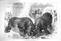 Original Old Antique Print 1875 Rhinocerous Fight Baroda Price Wales Animals
