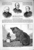 Original Old Antique Print 1876 Kitten Jack Box Dollman Burns Harvey Forster