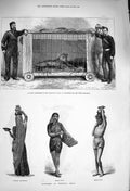 Original Old Antique Print 1876 India Purdasi Mahar Girl Prince Wales Panther