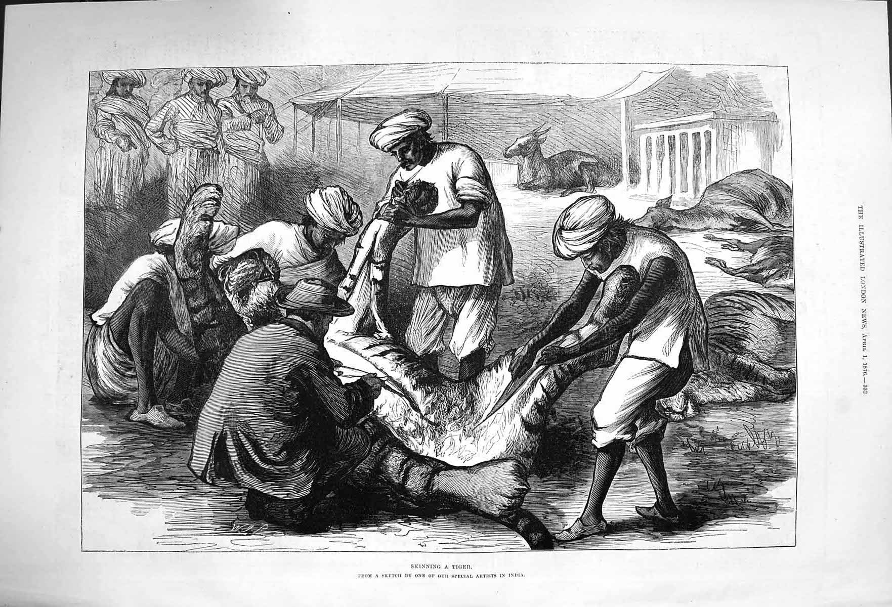 Original Old Antique Print 1876 Scene Skinning Tiger Natives India Victorian