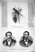 Original Old Antique Print 1876 Hawley Alfred Philadelphia Chestnut-Backed Bird