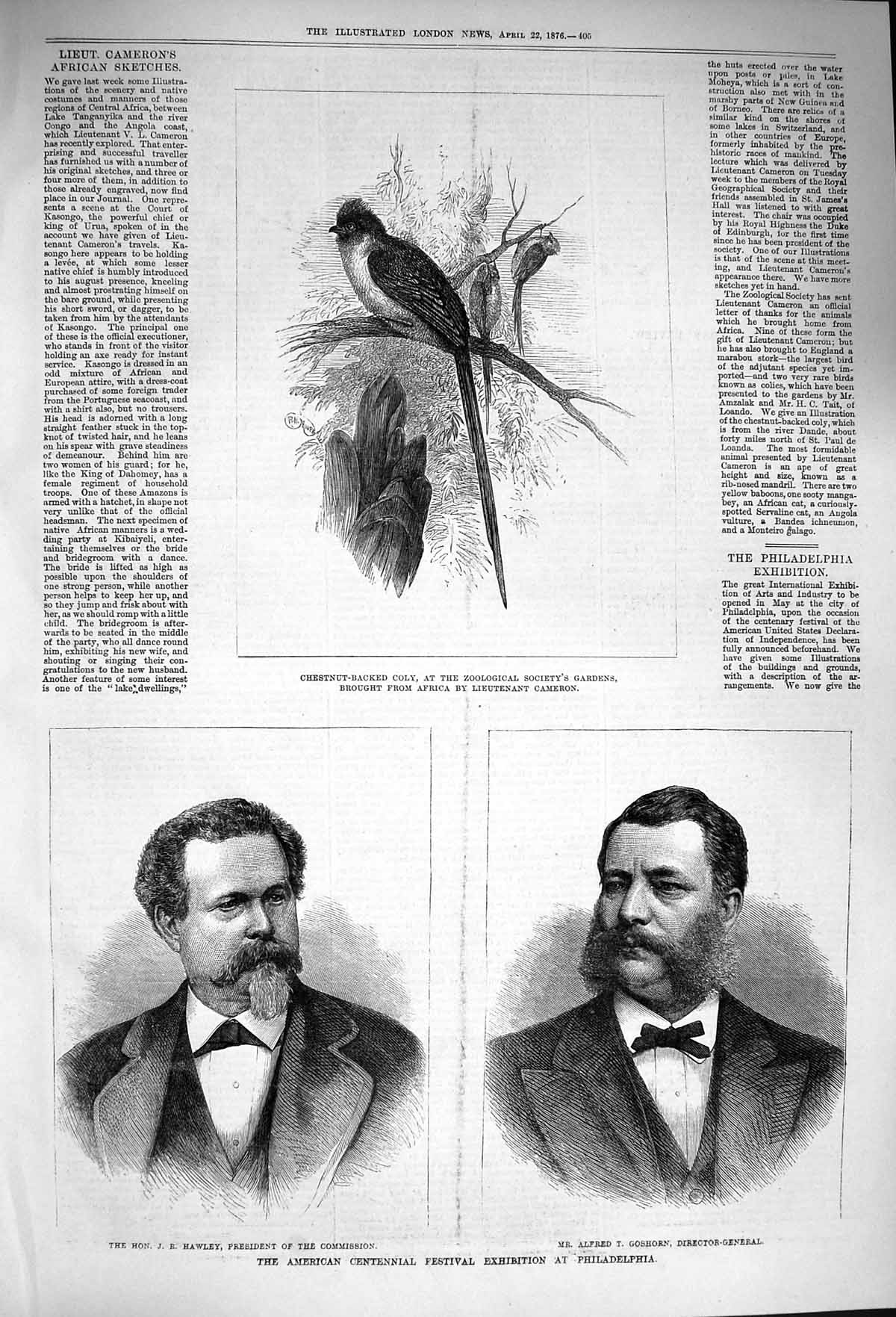 Original Old Antique Print 1876 Hawley Alfred Philadelphia Chestnut-Backed Bird