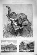 Old Antique Print 1876 Indian Hunting Trophy Apia Samoa Navigators Island 19th