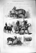 Original Old Antique Print 1876 Prince Wales Animals India Musk Deer Elephants