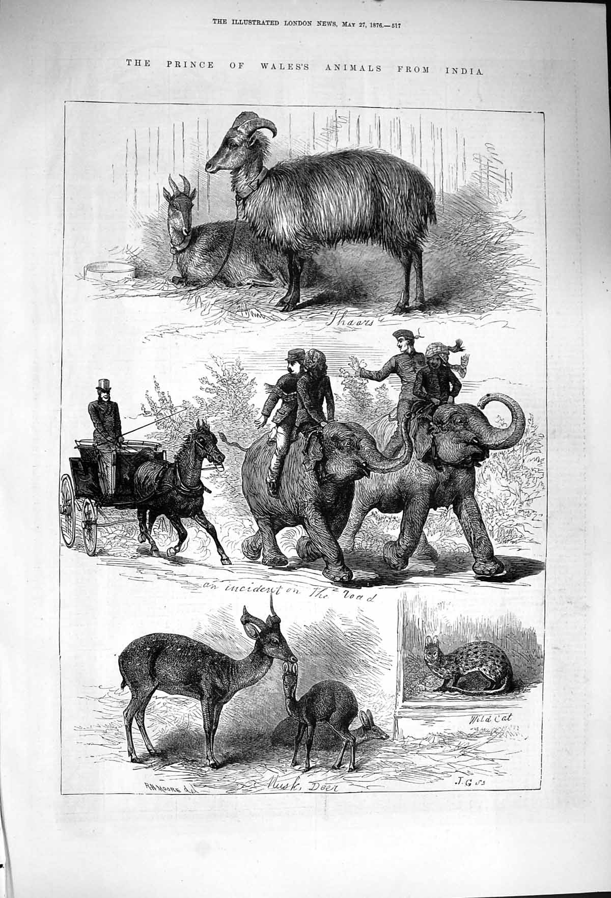 Original Old Antique Print 1876 Prince Wales Animals India Musk Deer Elephants