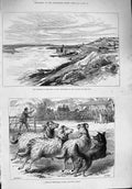 Original Old Antique Print 1876 Fortress Belgrade Danube Sheep Dogs Alexandra