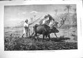 Original Old Antique Print 1876 Ploughing Lower Egypt Camel Bullock Native Art