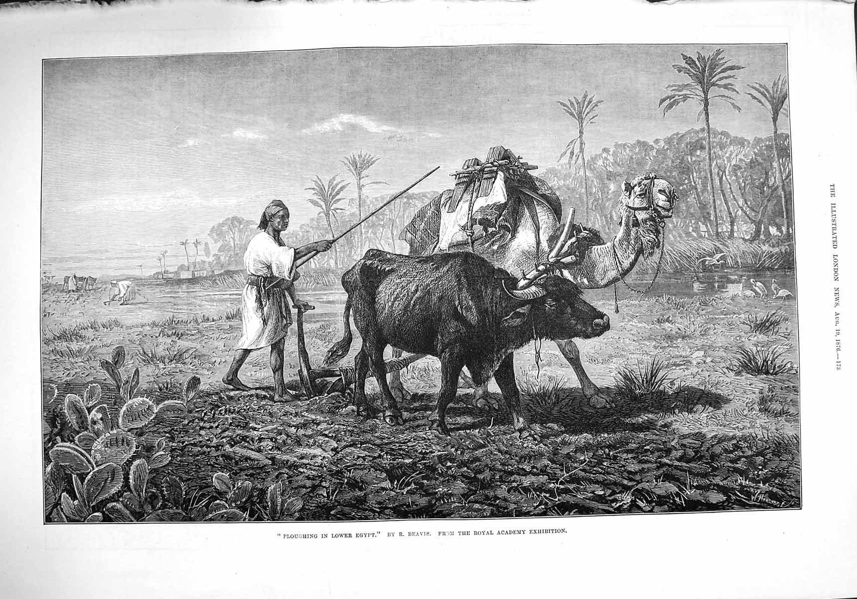 Original Old Antique Print 1876 Ploughing Lower Egypt Camel Bullock Native Art