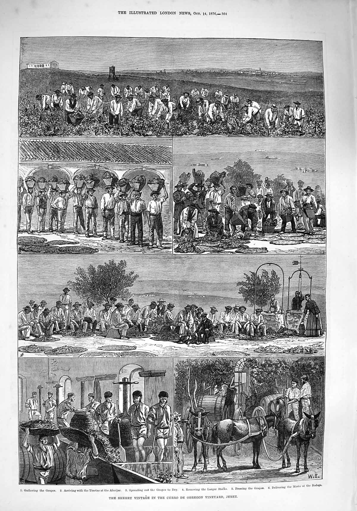 Original Old Antique Print 1876 Sherry Cerro Obregon Vineyard Jerez Grapes 19th