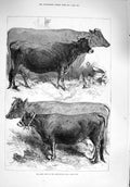 Original Old Antique Print 1876 Dairy Show Agricultural Hall Prize Cows Animals