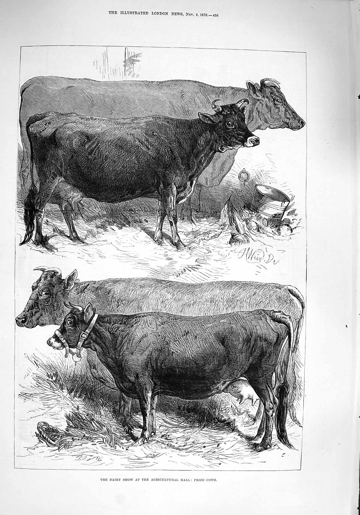 Original Old Antique Print 1876 Dairy Show Agricultural Hall Prize Cows Animals
