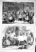 Original Old Antique Print 1876 Store Reykjavik Iceland Sacred Bull Victorian