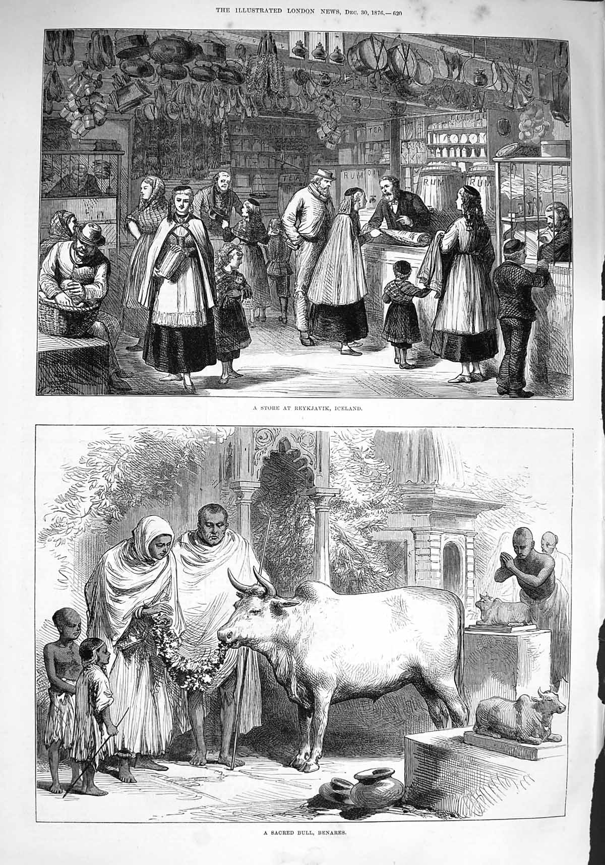 Original Old Antique Print 1876 Store Reykjavik Iceland Sacred Bull Victorian