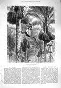Original Old Antique Print 1876 Gathering Dates Ceylon Natives Climbing Trees