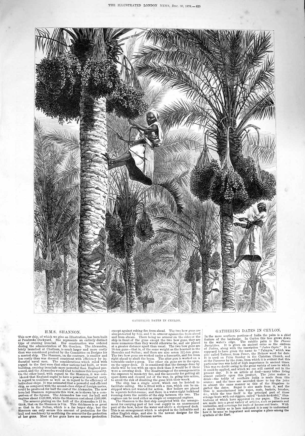 Original Old Antique Print 1876 Gathering Dates Ceylon Natives Climbing Trees