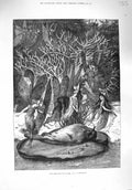 Original Old Antique Print 1876 Poor Robin Fairies Deab Bird Fine Art Fit 19th