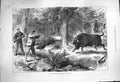 Original Old Antique Print 1877 Wild Bull Shooting Galapagos Islands Hunting