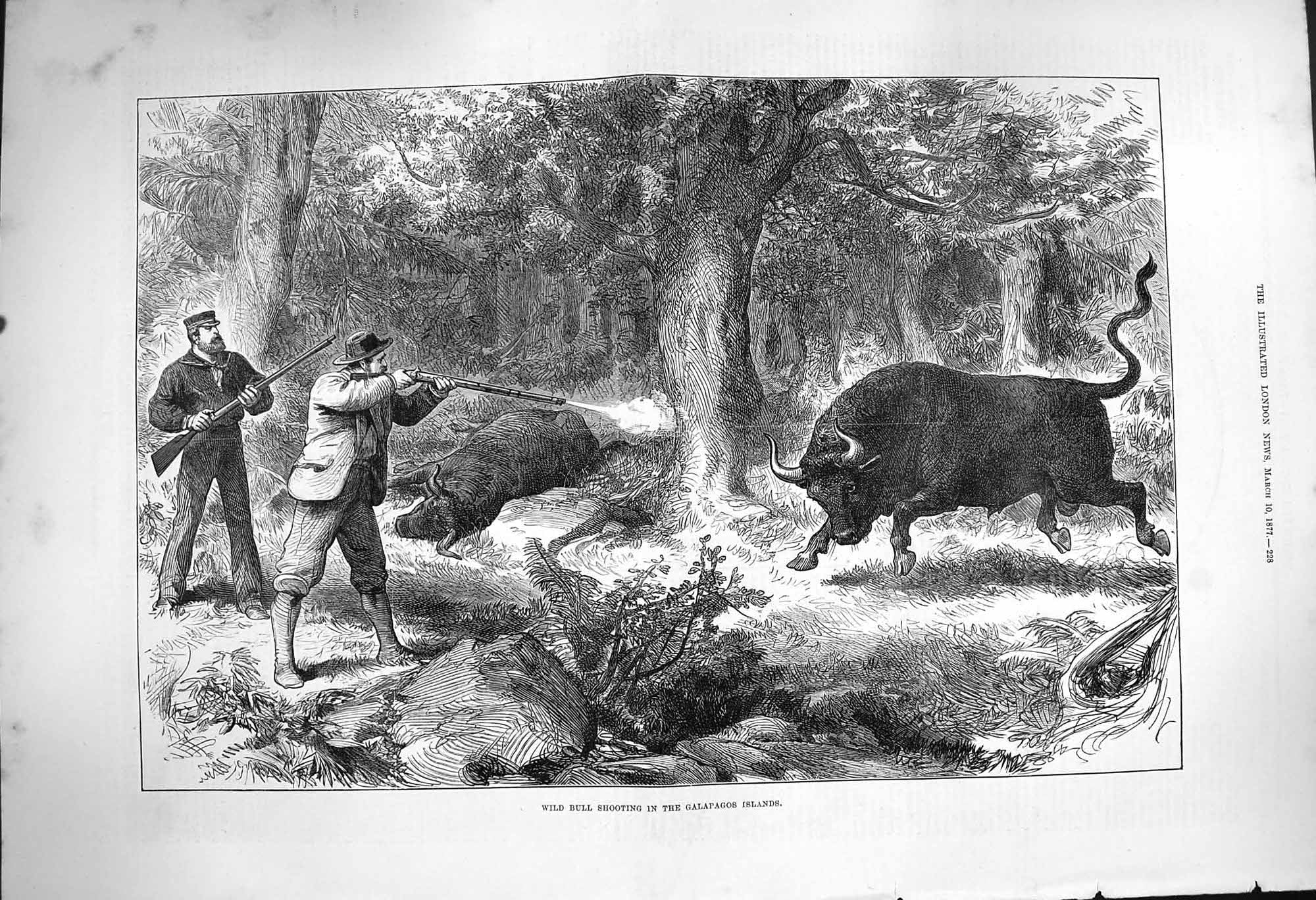 Original Old Antique Print 1877 Wild Bull Shooting Galapagos Islands Hunting