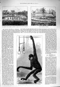 Old Antique Print 1877 White-Cheeked Gibbon Dahomey Peace Palaver Whydah 19th