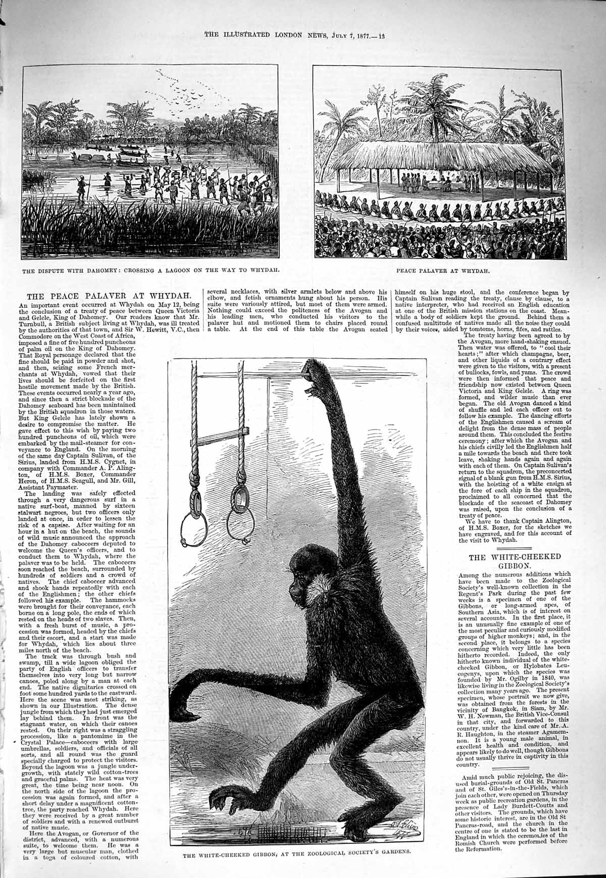 Old Antique Print 1877 White-Cheeked Gibbon Dahomey Peace Palaver Whydah 19th