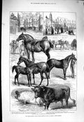 Antique Old Print *4033 1877 Lincolnshire Agricultural Society Show Boston
