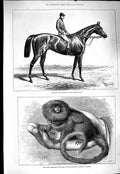 Original Old Antique Print 1877 Hampton Horse Goodwood Pigmy Marmozet Zoo 19th