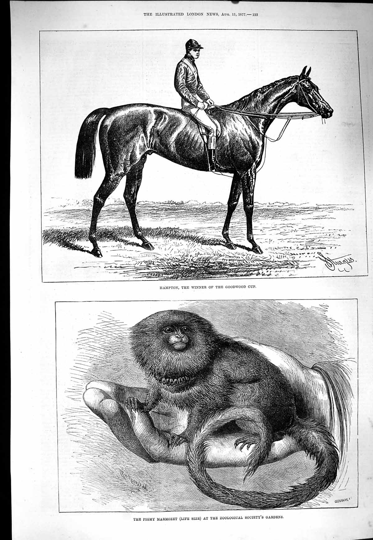 Original Old Antique Print 1877 Hampton Horse Goodwood Pigmy Marmozet Zoo 19th