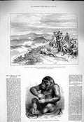 Old Antique Print 1877 War Asia Kars Tchakmak Tabia Gorilla Pongo London 19th