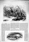 Original Old Antique Print 1877 Animals Nubians Alexandra Palace Whale Aquarium