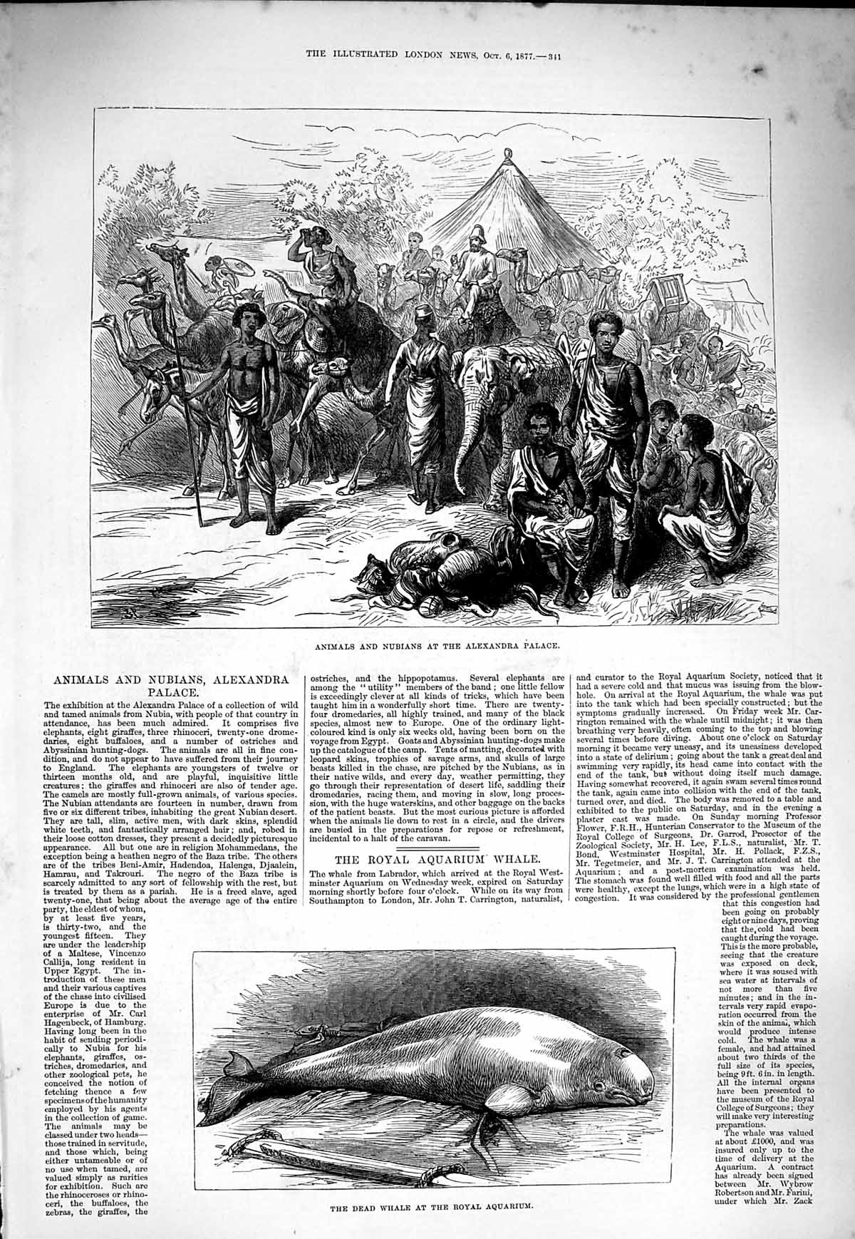 Original Old Antique Print 1877 Animals Nubians Alexandra Palace Whale Aquarium