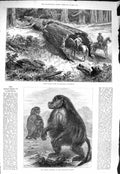 Original Old Antique Print 1877 Fallen Tree Mariposa California Gelada Monkeys