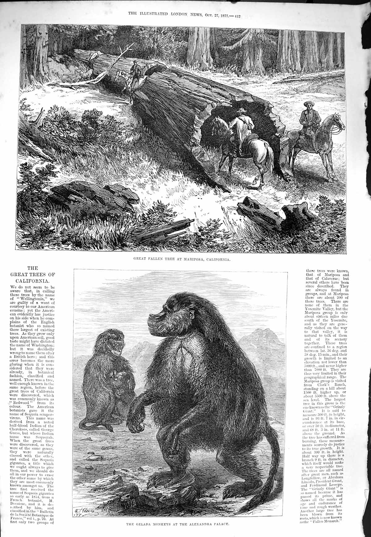 Original Old Antique Print 1877 Fallen Tree Mariposa California Gelada Monkeys