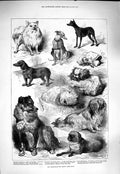 Original Old Antique Print 1877 Birmingham Dog Show Pomeranian Terrier Pu 19th
