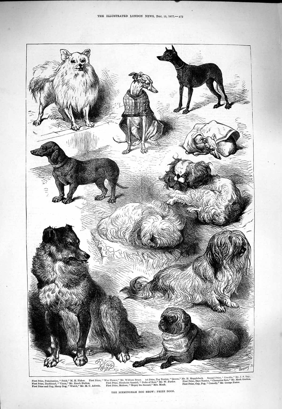 Original Old Antique Print 1877 Birmingham Dog Show Pomeranian Terrier Pu 19th